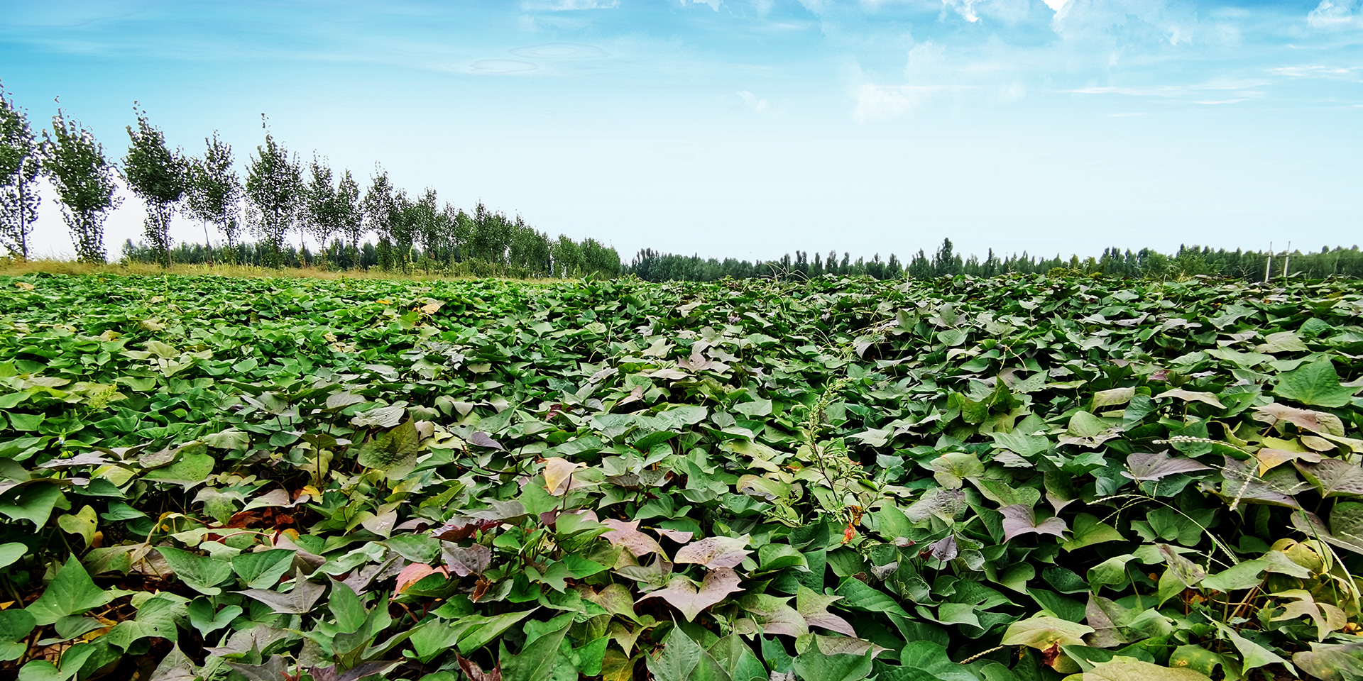 介绍一下红薯淀粉的制造方法