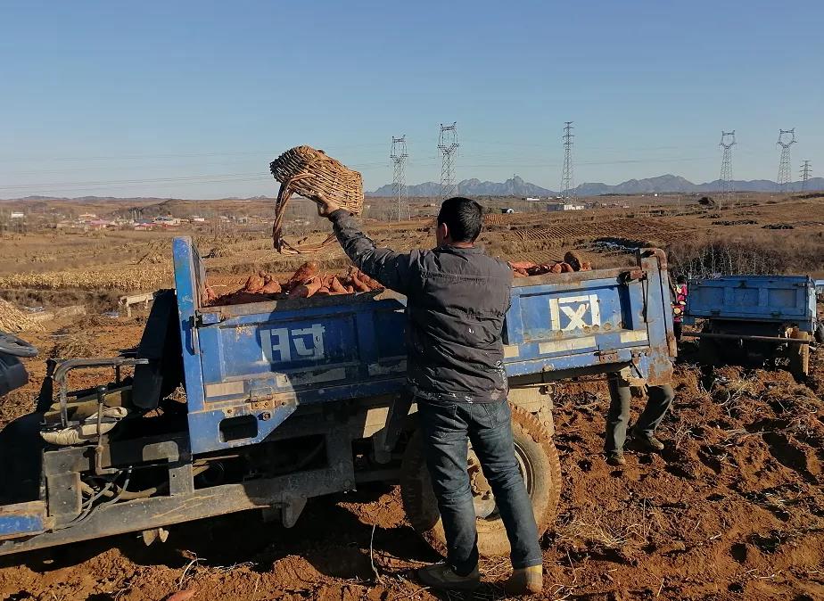 脱毒苗的原理和选择注意事项